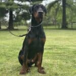 Elite Family and Personal Protection Dog-TEO