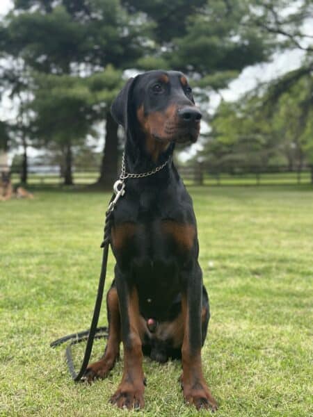 Elite Family and Personal Protection Dog-TEO