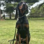 Elite Family and Personal Protection Dog-TEO