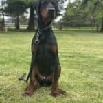 Elite Family and Personal Protection Dog-TEO