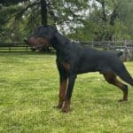 Elite Family and Personal Protection Dog-TEO