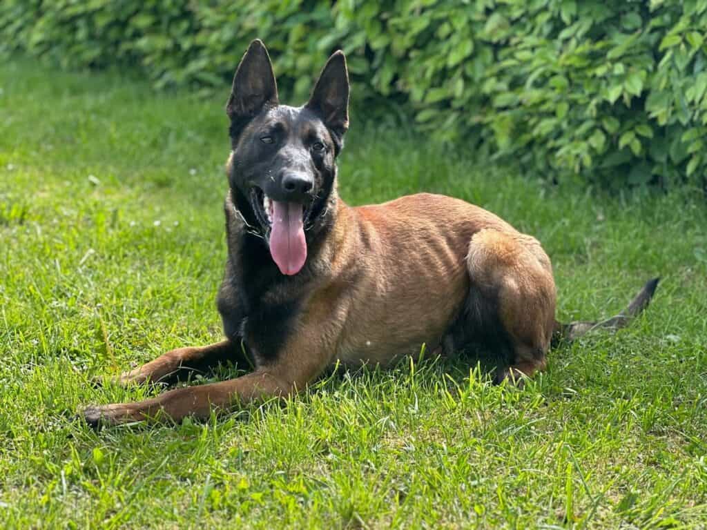 Elite Family and Personal Protection Dogs