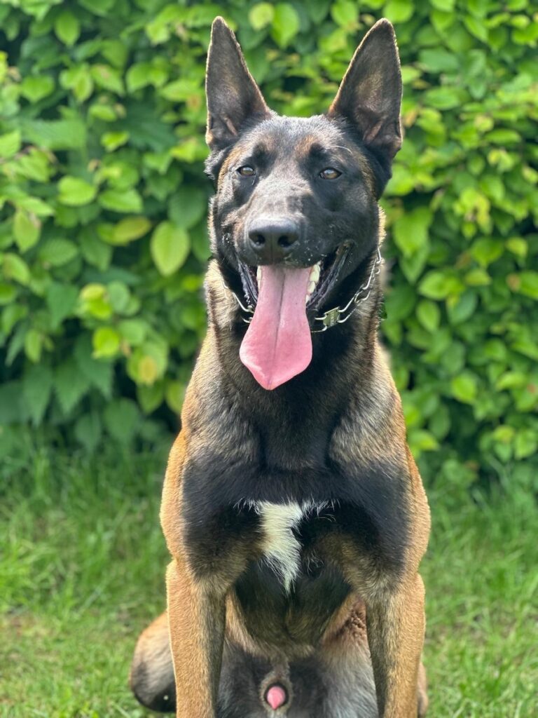 Personal Protection Dog- BOURBON