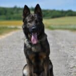Elite Family and Personal Protection Dog-QWANDO