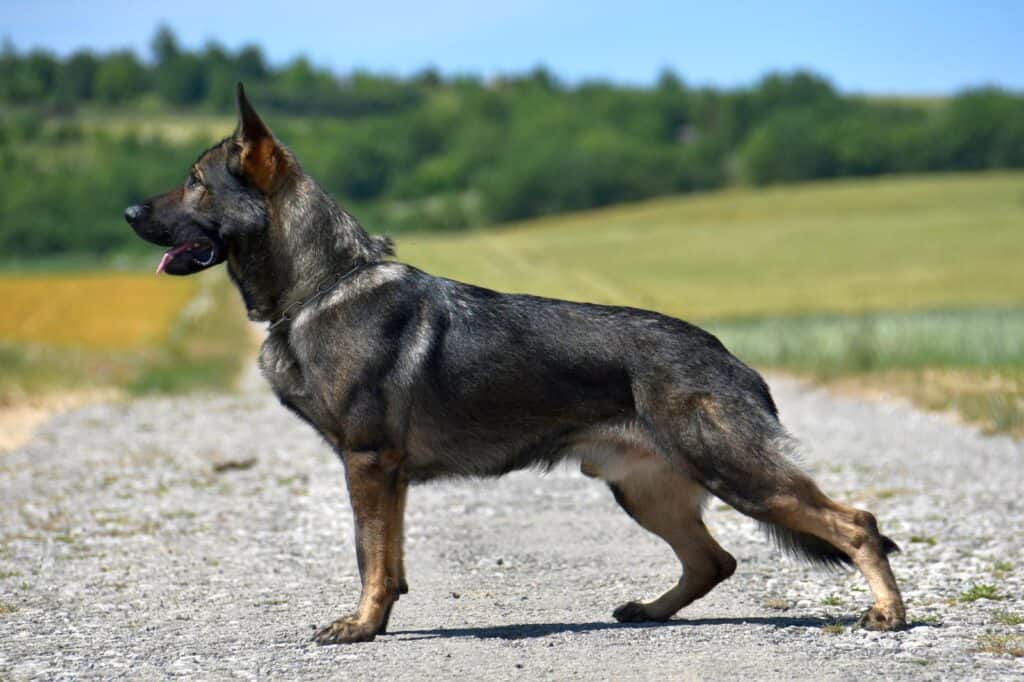 Elite Family and Personal Protection Dogs