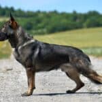 Elite Family and Personal Protection Dog-QWANDO
