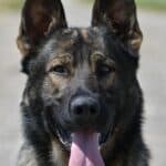 Elite Family and Personal Protection Dog-QWANDO