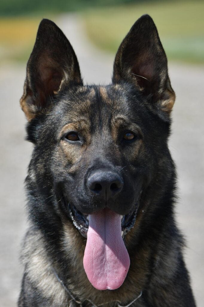 Elite Family and Personal Protection Dog-MAX X