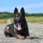 Elite Family and Personal Protection Dog-QWANDO