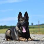 Elite Family and Personal Protection Dog-QWANDO