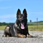 Elite Family and Personal Protection Dog-QWANDO