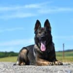 Elite Family and Personal Protection Dog-QWANDO
