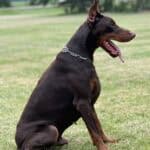 Personal Protection Dog-ODYSSEY