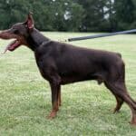 Personal Protection Dog-ODYSSEY