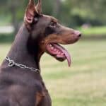 Personal Protection Dog-ODYSSEY