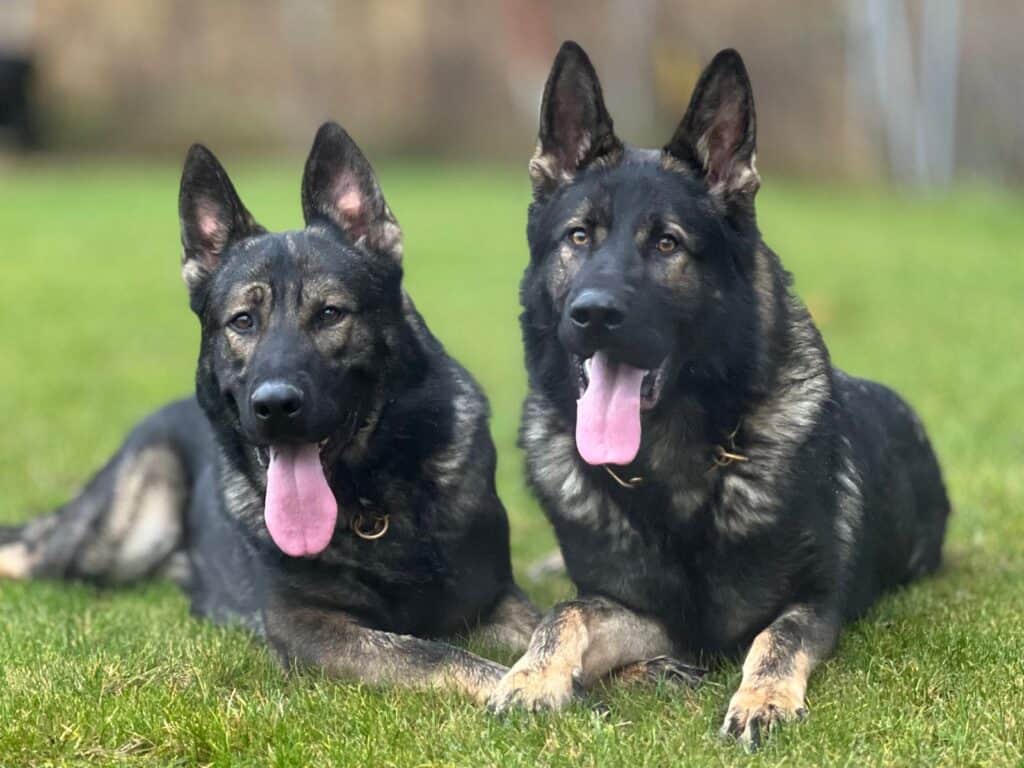 Family Protection Dog