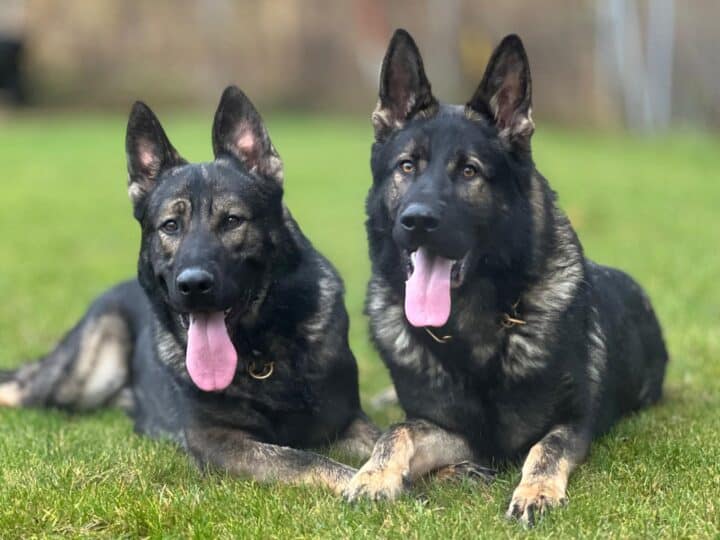 Family Protection Dog