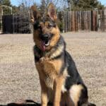 Elite Family Protection Dog-Linda