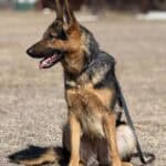 Elite Family Protection Dog-Linda