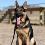 Elite Family and Personal Protection Dog-LUIS