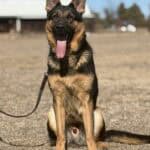 Elite Family and Personal Protection Dog-LUIS