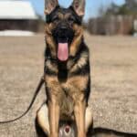 Elite Family and Personal Protection Dog-LUIS