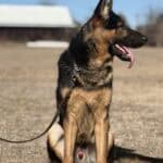Elite Family and Personal Protection Dog-LUIS