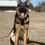 Elite Family and Personal Protection Dog-LUIS