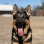 Elite Family and Personal Protection Dog-LUIS