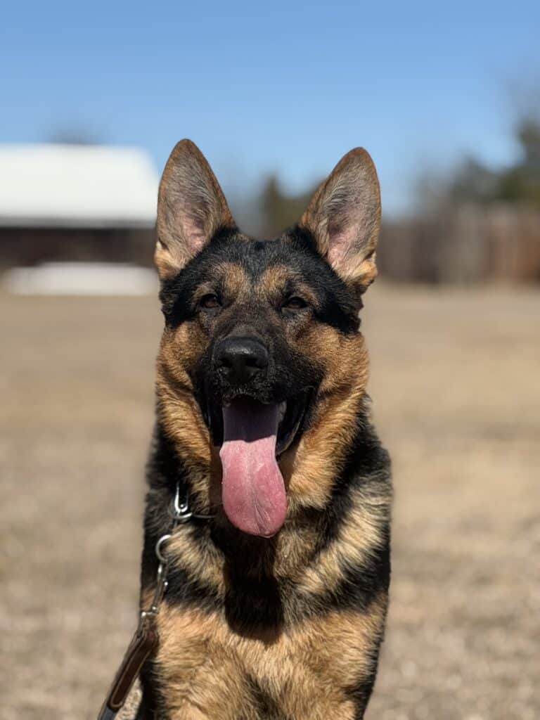 Elite Family and Personal Protection Dog- LUIS