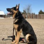Elite Family and Personal Protection Dog-LUIS