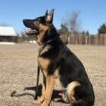 Elite Family and Personal Protection Dog-LUIS