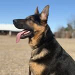 Elite Family and Personal Protection Dog-LUIS