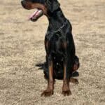 Doberman Pinscher sitting outdoors, showcasing alertness and strength.