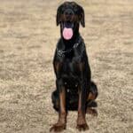 Black and tan protection dog sitting on dry grass, alert and ready for security work.