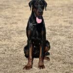 Protection dog for security, guarding, and personal safety training. Elite protection dogs trained f.