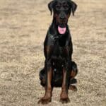 Protection dog with alert stance and focused expression.