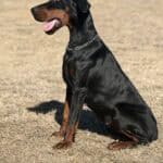 Protection dog sitting outdoors on dry grass.
