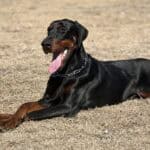 Doberman guard dog lying on dry grass, alert and ready for protection work.