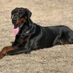 Protection dog lying on dry grass.