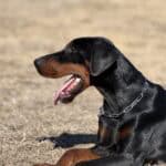 Doberman protection dog with a chain collar, alert and ready for security work.