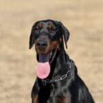 Protection dog with a sleek black and tan coat, alert expression, and tongue out, ready for security.