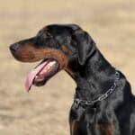 Black and tan Doberman Pinscher with chain collar, outdoors.