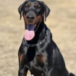 Protection dog with a sleek black and tan coat, alert expression, and a sturdy chain collar, ready f.