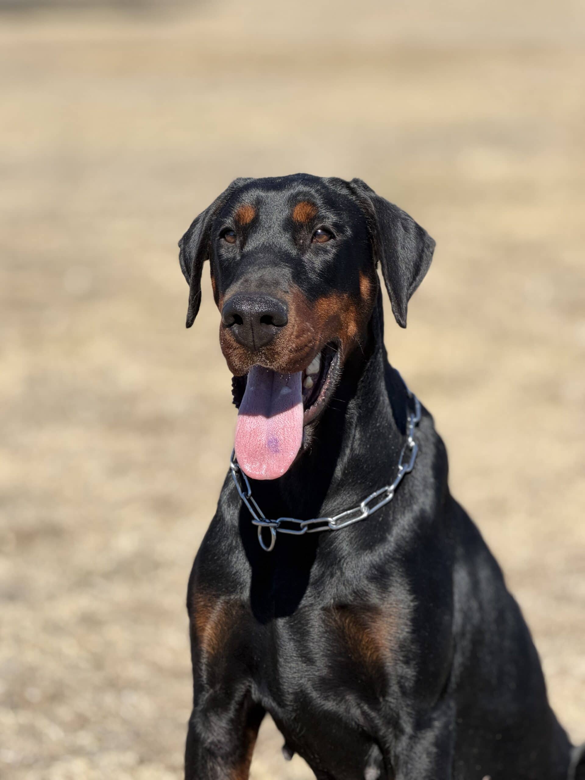 Dogs – Personal Protection Dogs For Sale – Elite Protection Dogs
