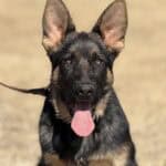 Protection dog with alert expression and erect ears, ready for security work.