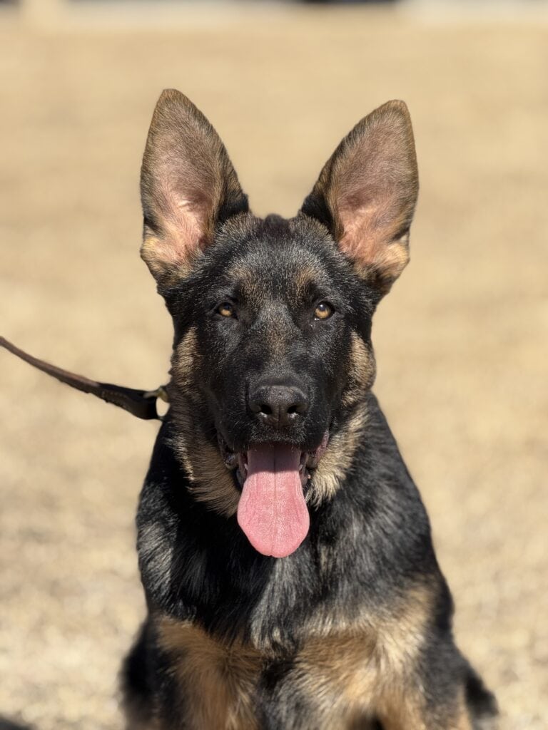 Elite Family and Personal Protection Dog in a making- ATTREY