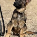 Young protection dog puppy sitting outdoors, alert and attentive.