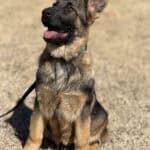 Young German Shepherd protection dog sitting outdoors, alert and ready.