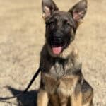 Young German Shepherd protection dog sitting outdoors, alert and ready for training.